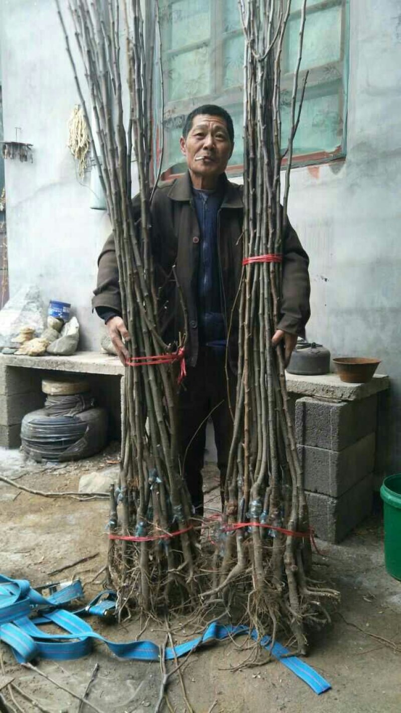 批发梨树苗1-3年嫁接梨树品种纯正价格优惠
