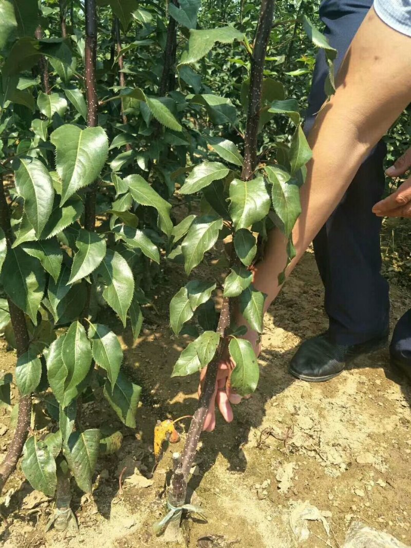 批发梨树苗1-3年嫁接梨树品种纯正价格优惠