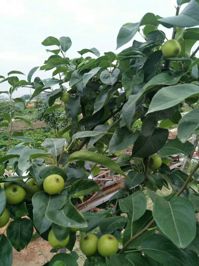 批发梨树苗1-3年嫁接梨树品种纯正价格优惠