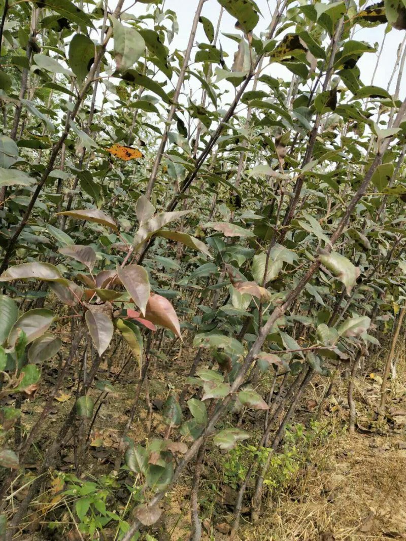 批发梨树苗1-3年嫁接梨树品种纯正价格优惠