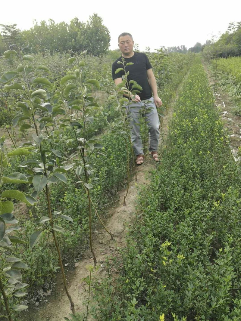 批发梨树苗1-3年嫁接梨树品种纯正价格优惠