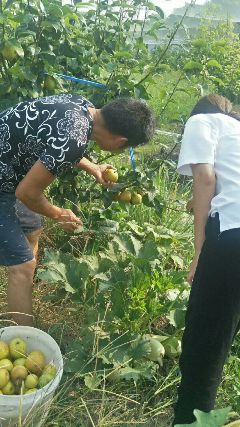 批发梨树苗1-3年嫁接梨树品种纯正价格优惠