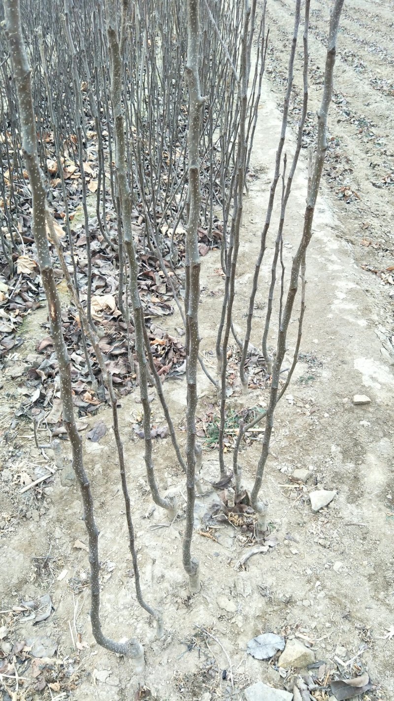 批发梨树苗1-3年嫁接梨树品种纯正价格优惠