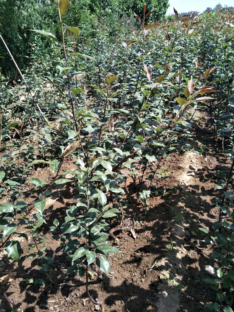 批发梨树苗1-3年嫁接梨树品种纯正价格优惠