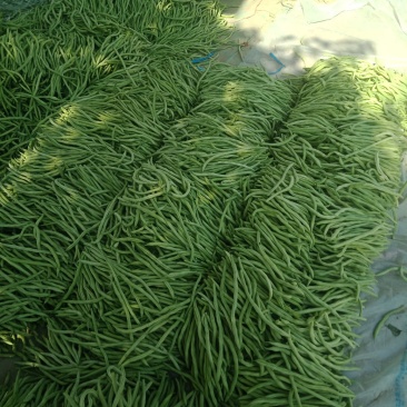 蔬菜