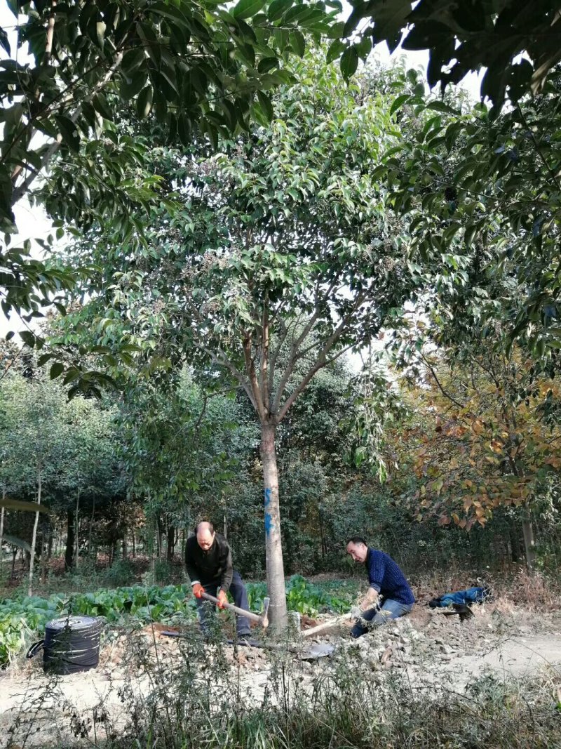 长期供应大叶女贞，保质保量