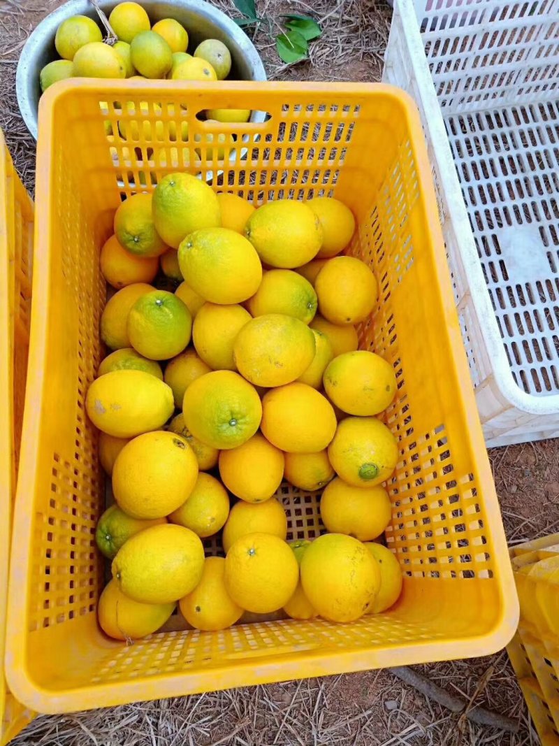 赣南脐橙每天新鲜采摘，欢迎大量，支持一件代发，橙招代理