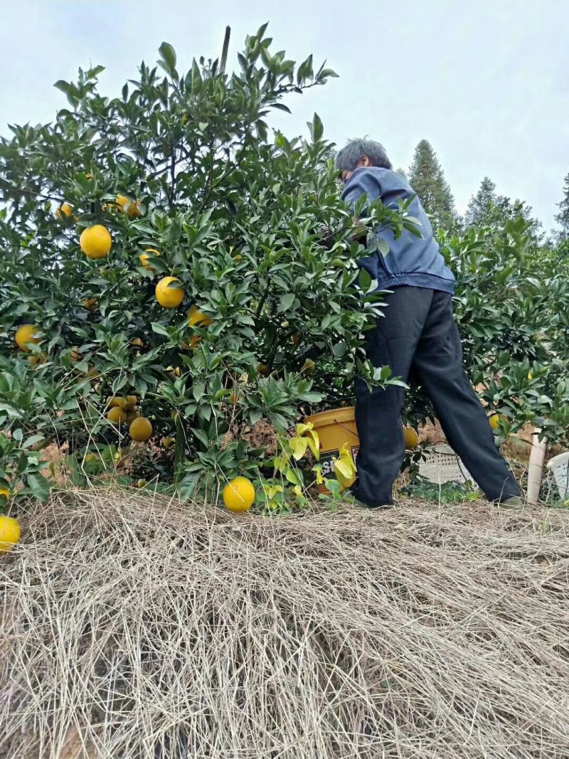 赣南脐橙每天新鲜采摘，欢迎大量，支持一件代发，橙招代理