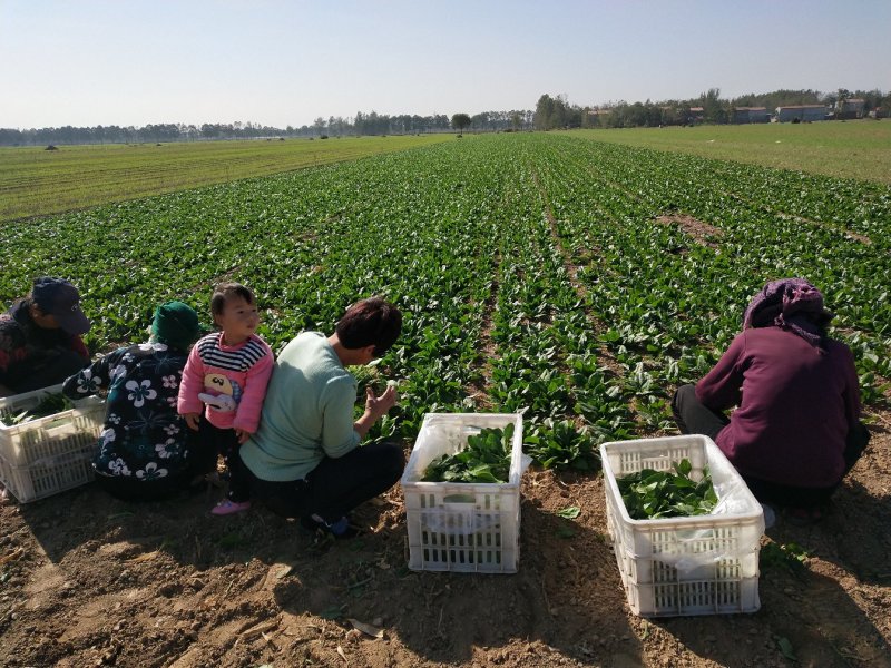 大叶菠菜15公分左右，小棵菠菜马上上市支持各种包装包邮