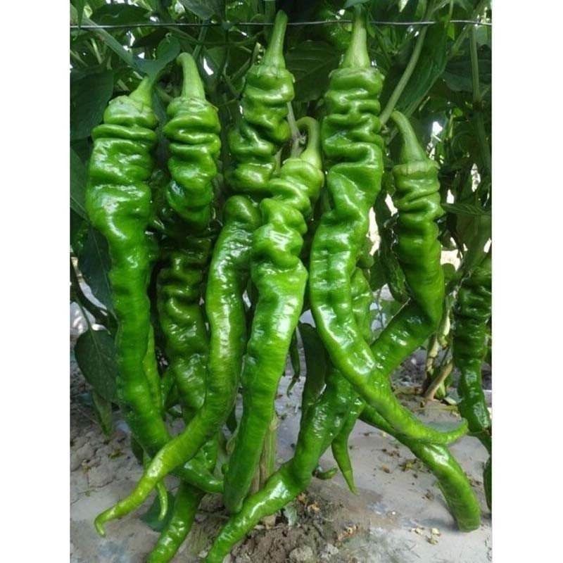 螺丝椒，基地直发，量大量大。大凉山优质大棚辣椒。