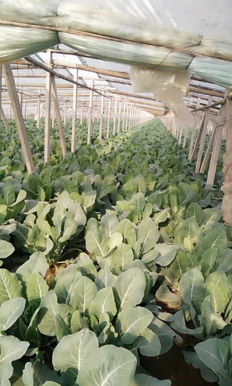 小米粒白面青梗有机菜花2~3斤散花乳白