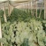 小米粒白面青梗有机菜花2~3斤散花乳白