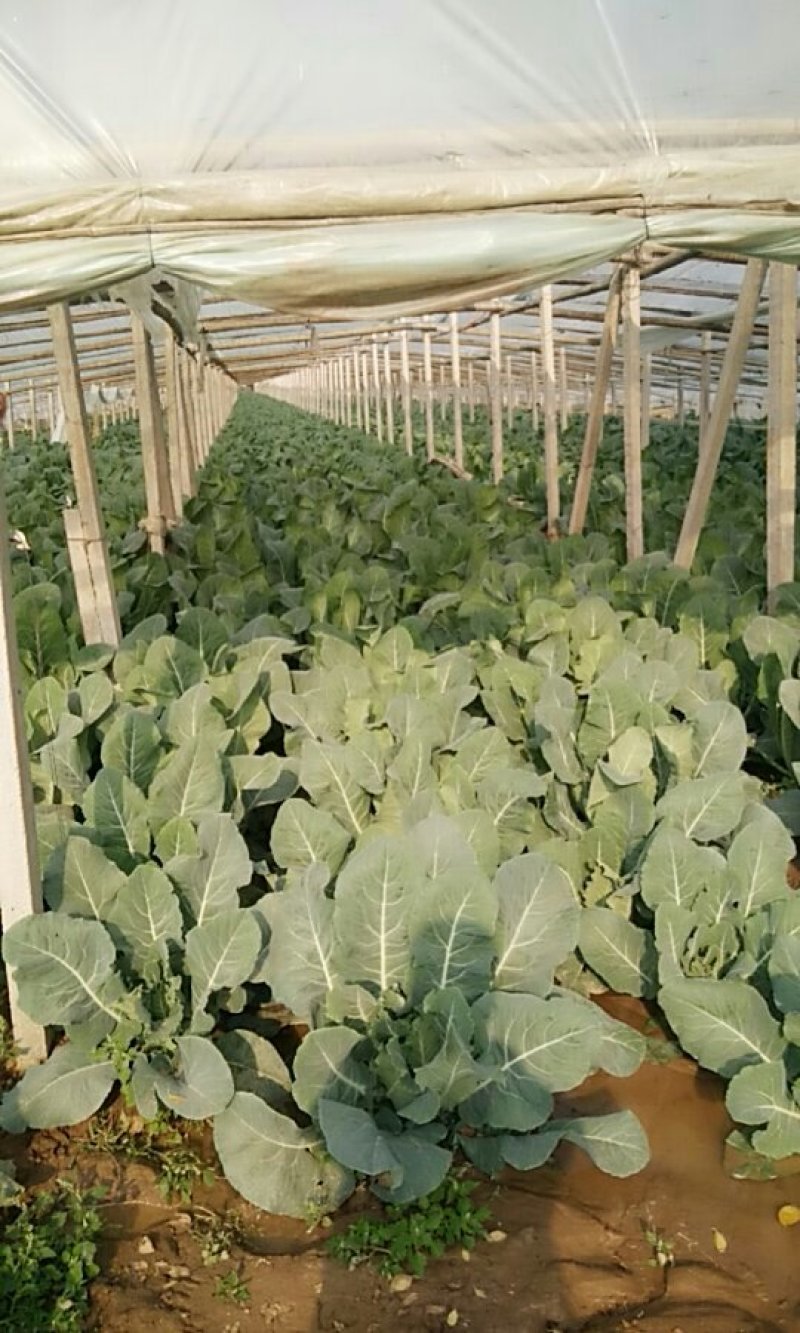 小米粒白面青梗有机菜花2~3斤散花乳白