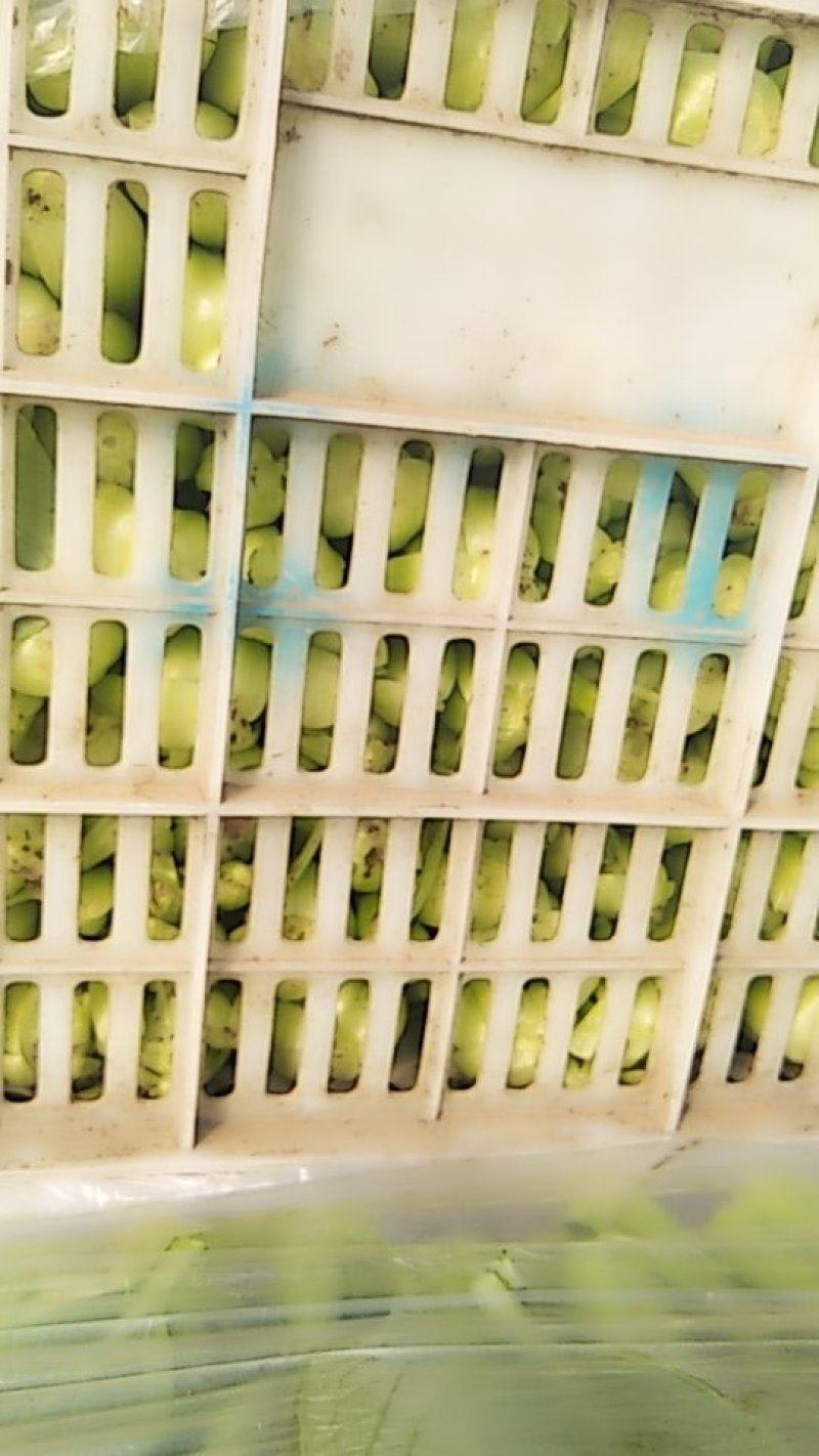 (江苏南通油菜)小青菜货源稳定质量保证长期供应