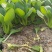 (江苏南通油菜)小青菜货源稳定质量保证长期供应