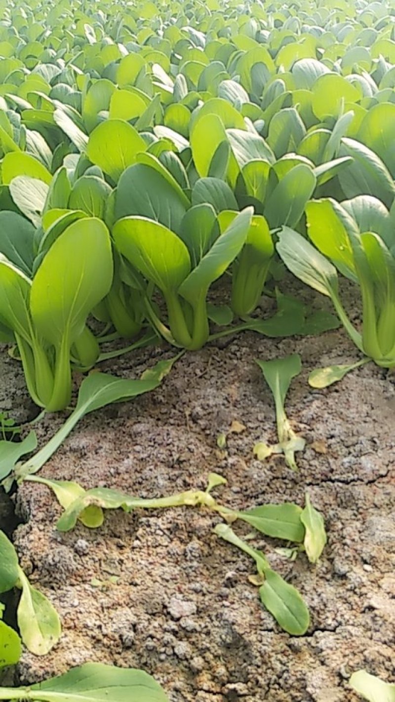 (江苏南通油菜)小青菜货源稳定质量保证长期供应