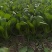 (江苏南通油菜)小青菜货源稳定质量保证长期供应
