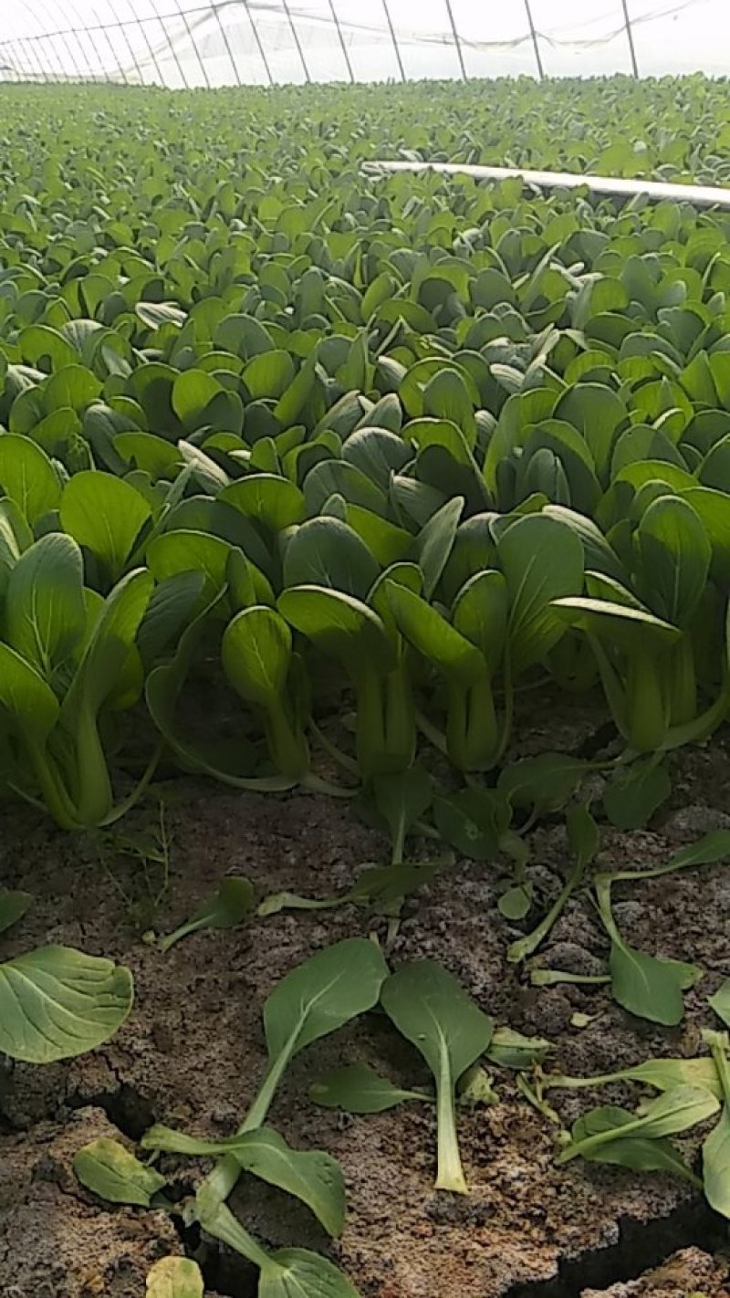 (江苏南通油菜)小青菜货源稳定质量保证长期供应