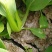 (江苏南通油菜)小青菜货源稳定质量保证长期供应