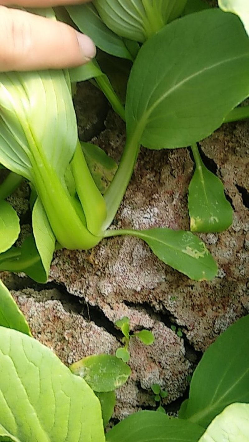 (江苏南通油菜)小青菜货源稳定质量保证长期供应