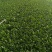 (江苏南通油菜)小青菜货源稳定质量保证长期供应