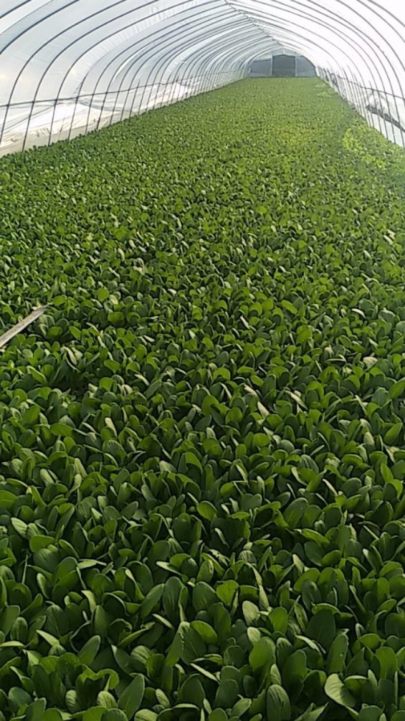 (江苏南通油菜)小青菜货源稳定质量保证长期供应