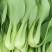 (江苏南通油菜)小青菜货源稳定质量保证长期供应