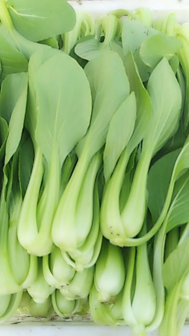 (江苏南通油菜)小青菜货源稳定质量保证长期供应