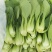 (江苏南通油菜)小青菜货源稳定质量保证长期供应