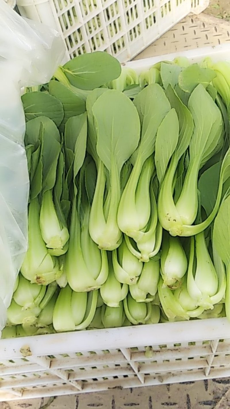 (江苏南通油菜)小青菜货源稳定质量保证长期供应