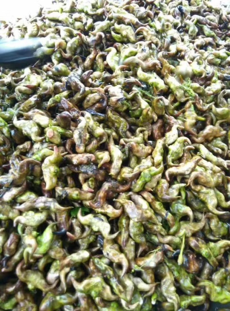 菱角