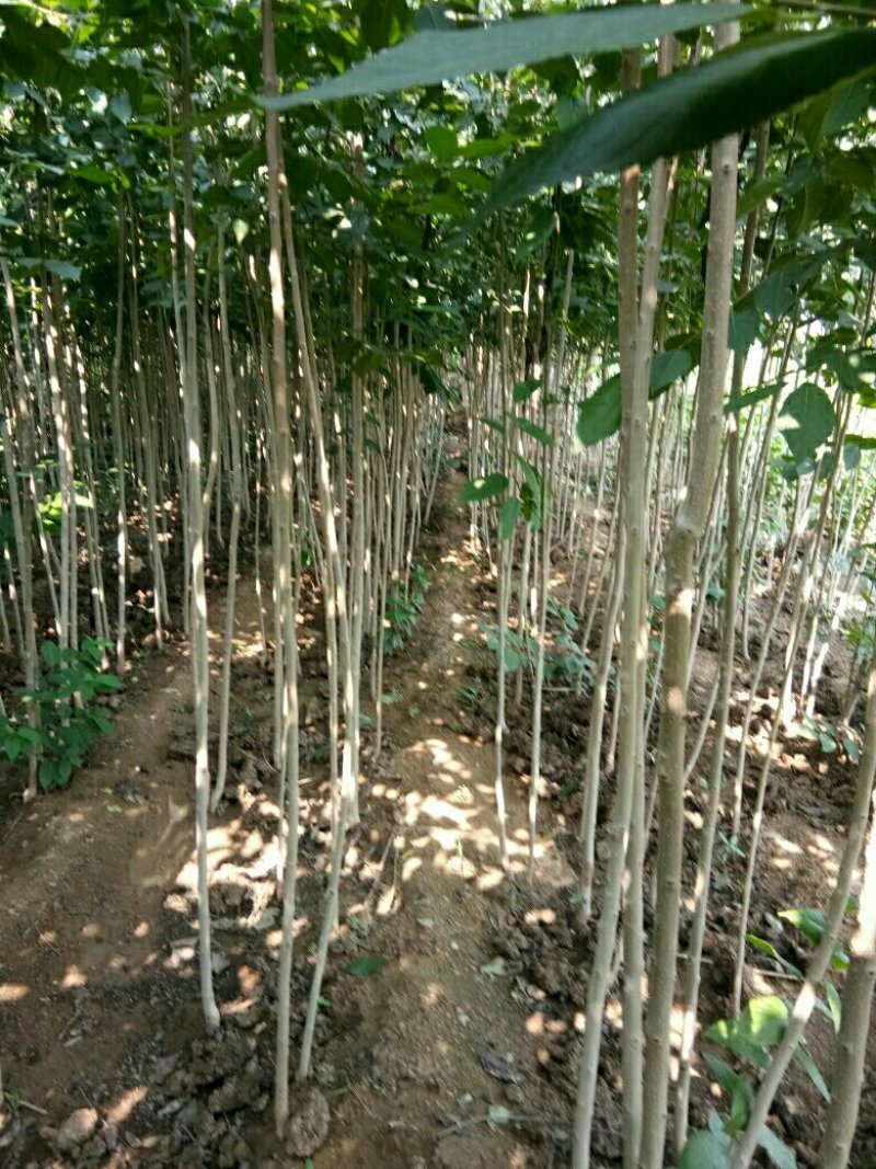 西府海棠