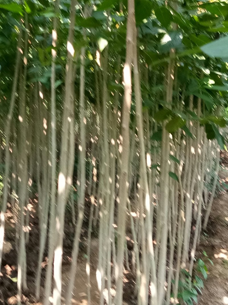 西府海棠