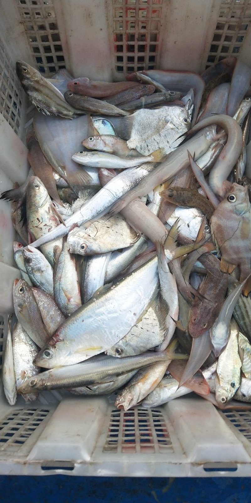 小杂海海虾鱿鱼