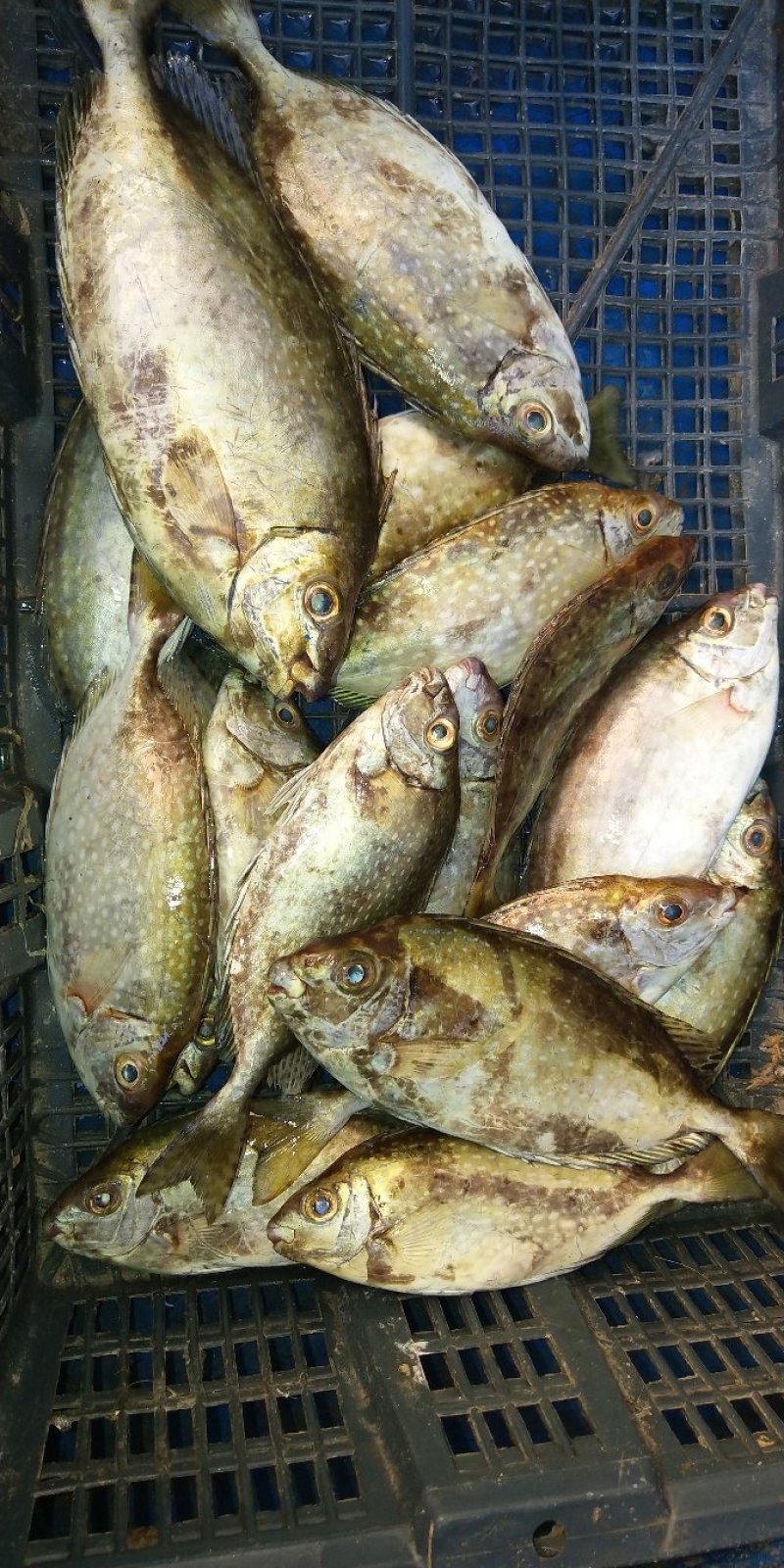 小杂海海虾鱿鱼