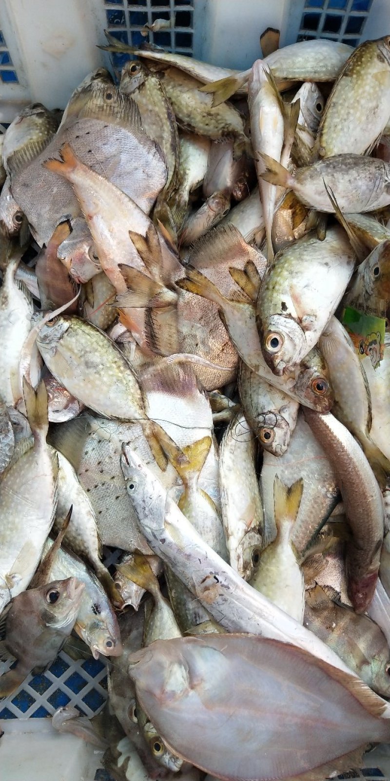小杂海海虾鱿鱼