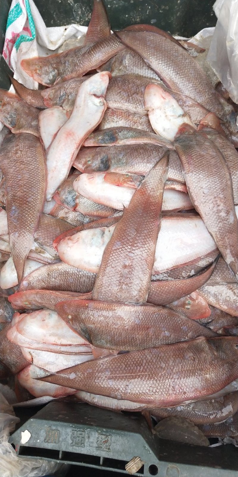 小杂海海虾鱿鱼