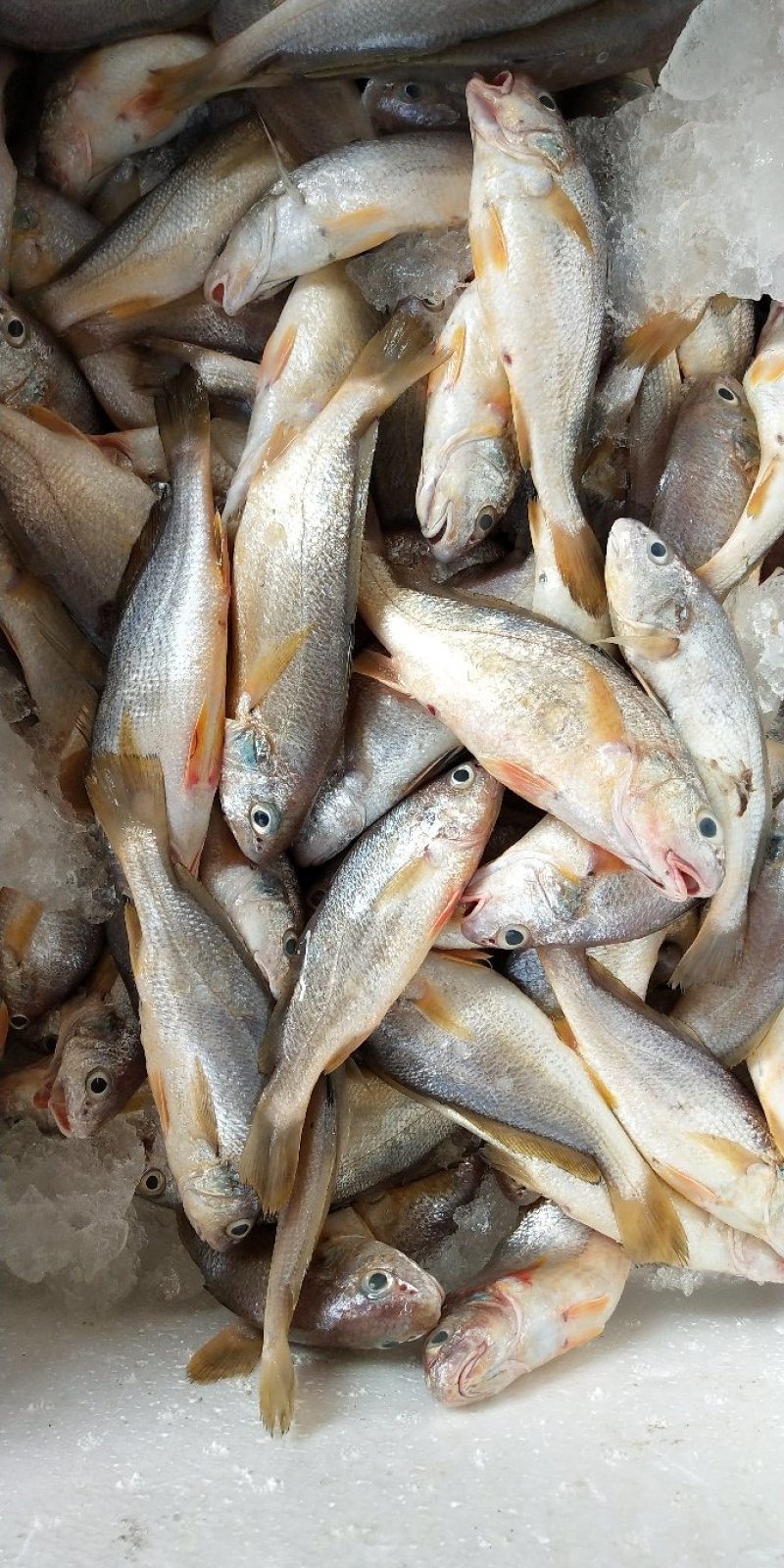 小杂海海虾鱿鱼