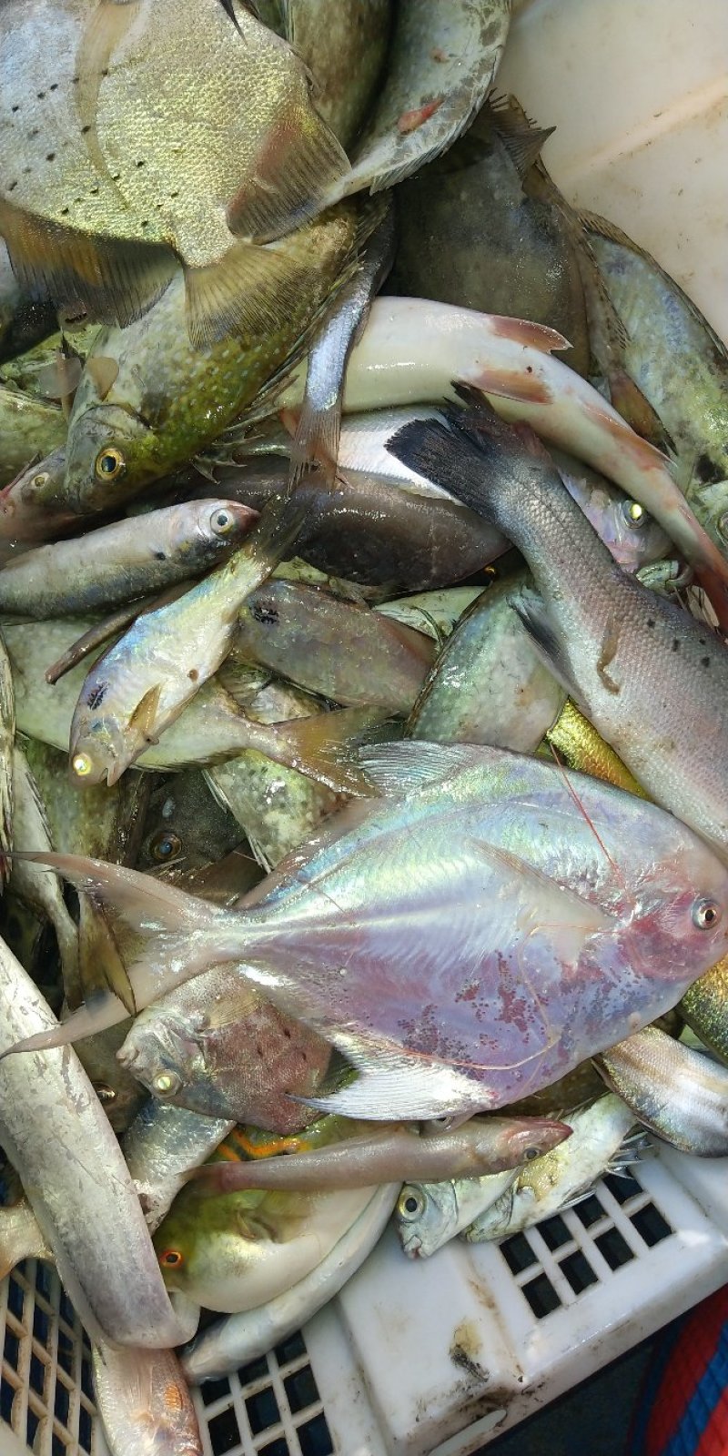 小杂海海虾鱿鱼
