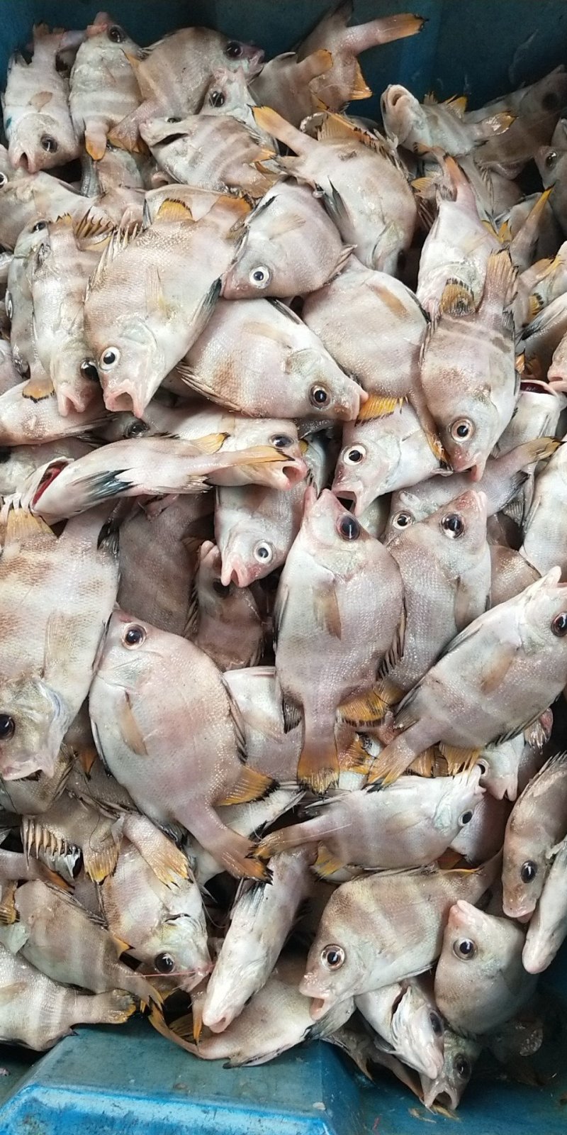 小杂海海虾鱿鱼