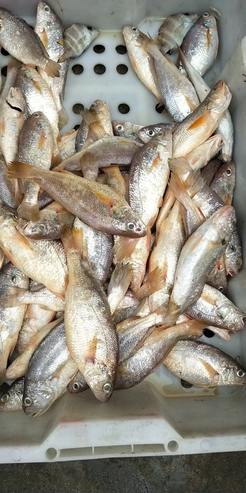 小杂海海虾鱿鱼