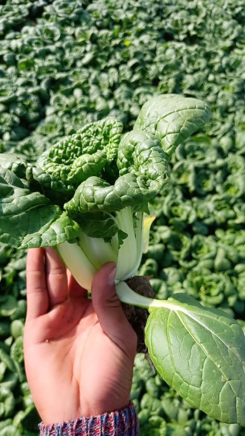 黄心菜精品黄心乌基地直供保证质量可产地看货支持打冷