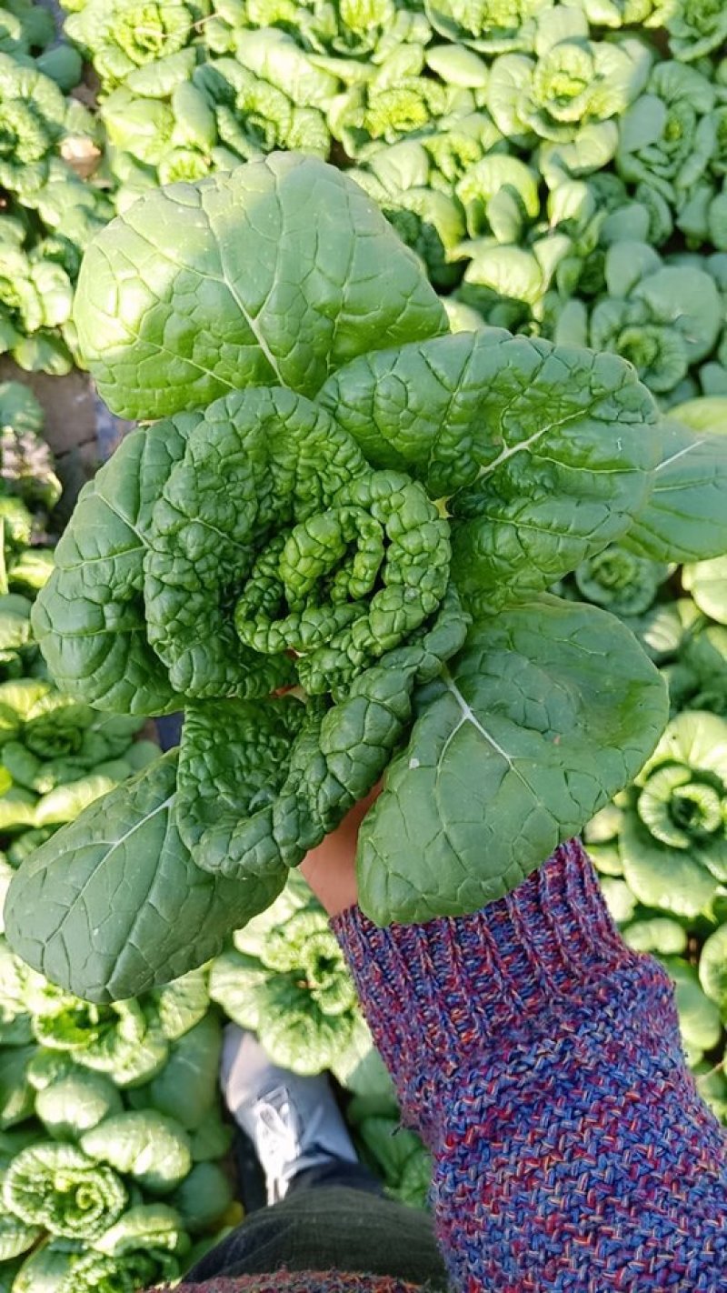 黄心菜精品黄心乌基地直供保证质量可产地看货支持打冷