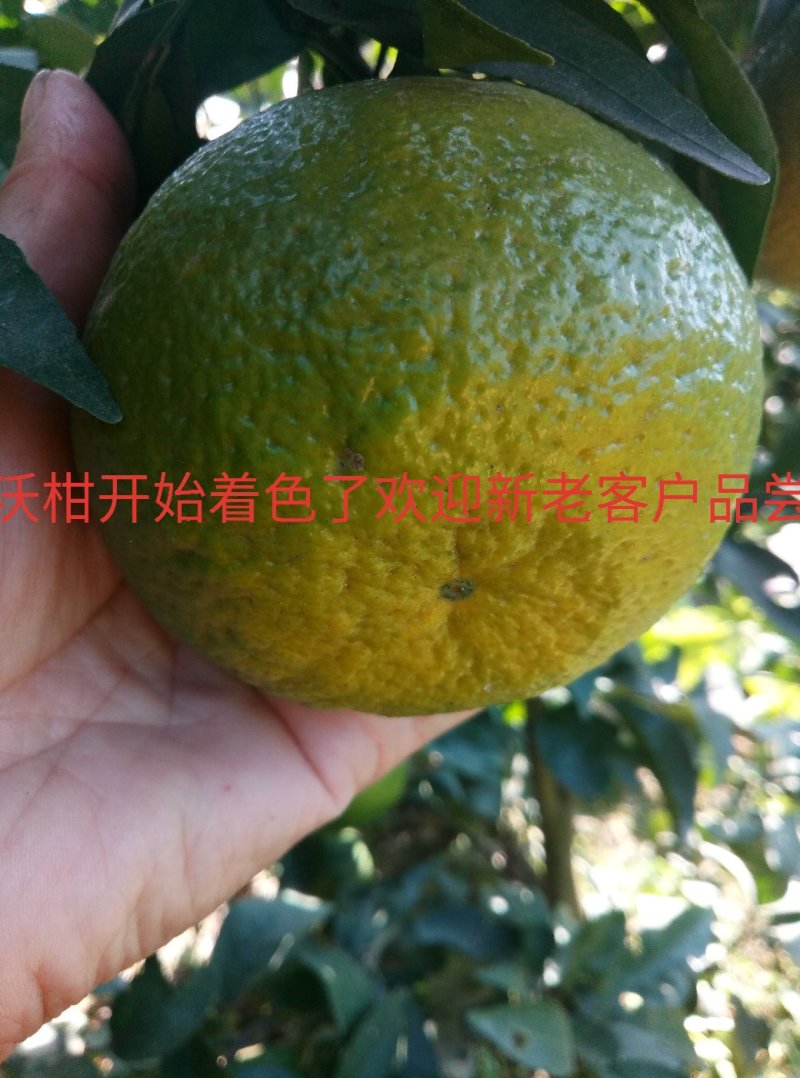 牛优质沃柑苗沃柑苗柑橘苗当年结果基地直发包技术包邮