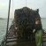 深海区海带无污染无公害绿色食品