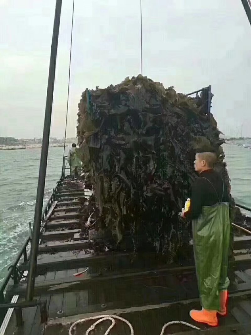 深海区海带无污染无公害绿色食品