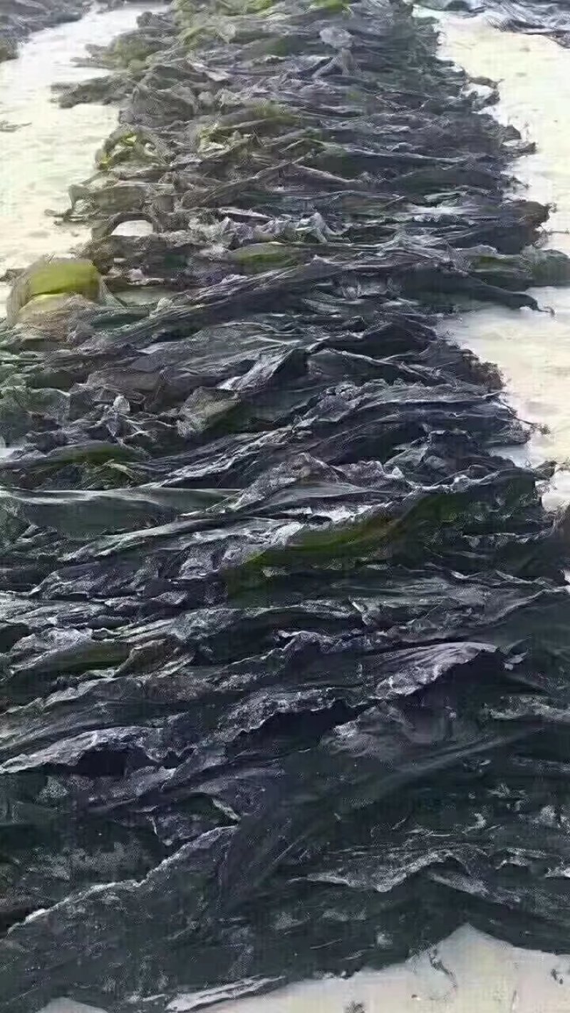 深海区海带无污染无公害绿色食品