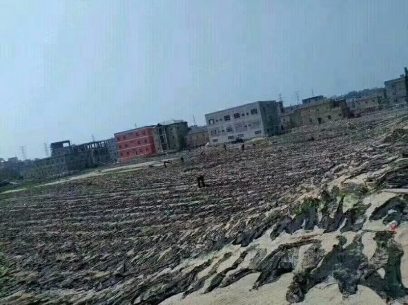 深海区海带无污染无公害绿色食品