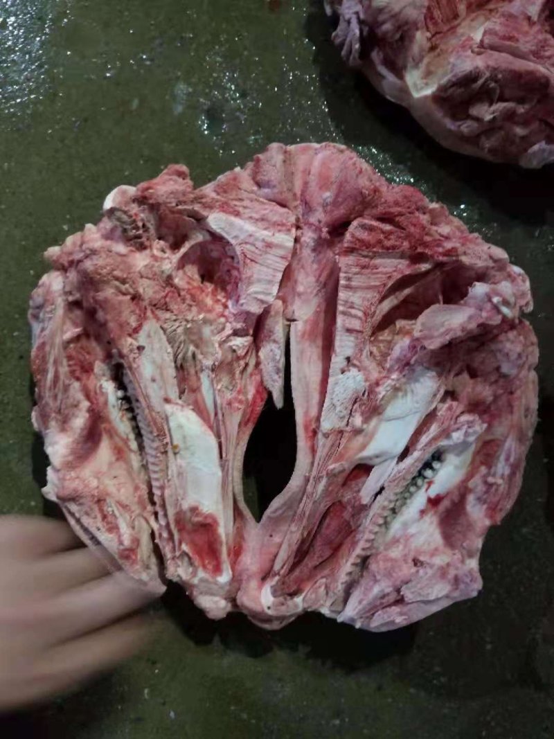 肥猪猪头
