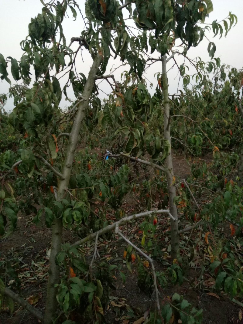 毛桃树占地桃树梨树占地果树桃树苗土球桃树